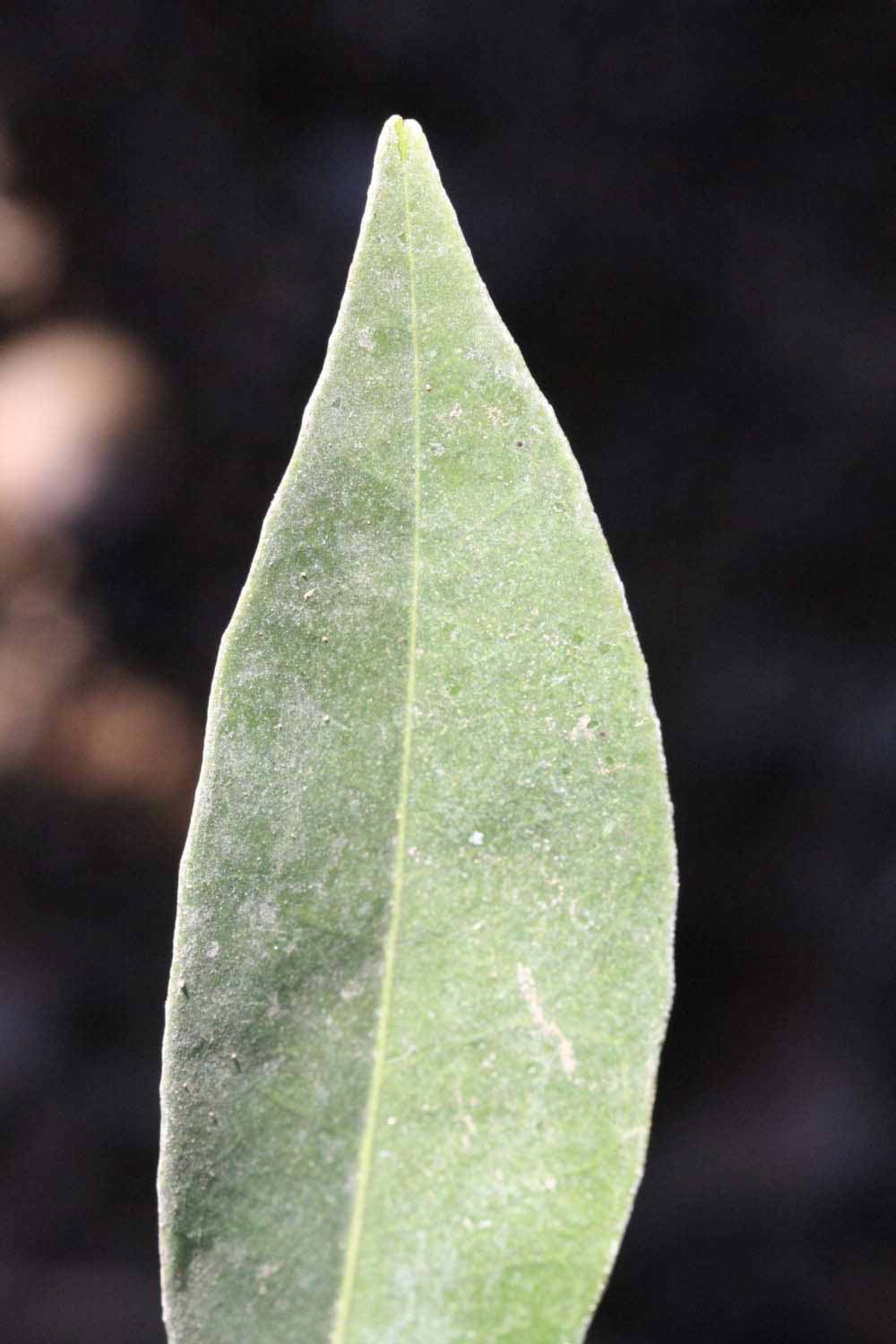              Margin (Riverside, CA)       